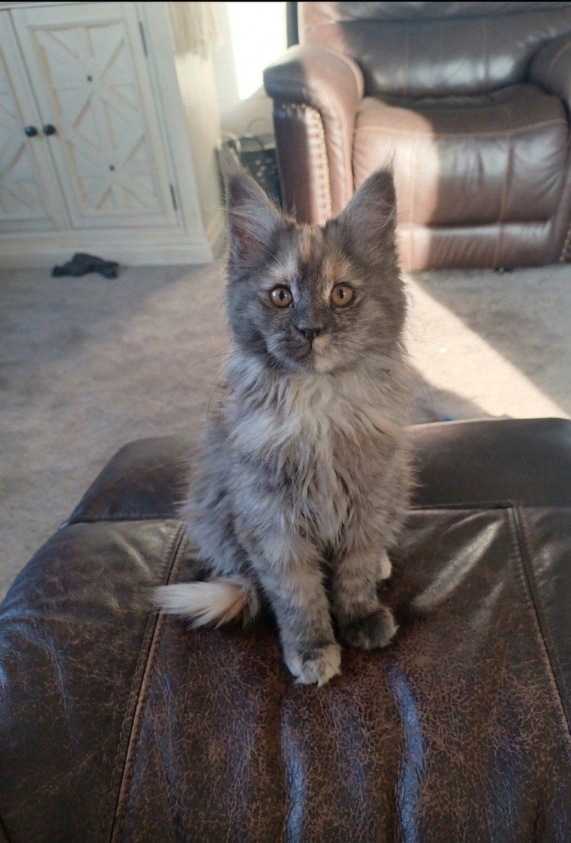 TICA Maine Coon Kittens