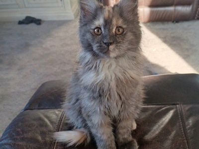 TICA Maine Coon Kittens
