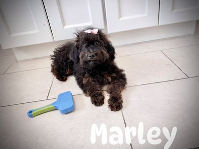 Miniature poodle puppies