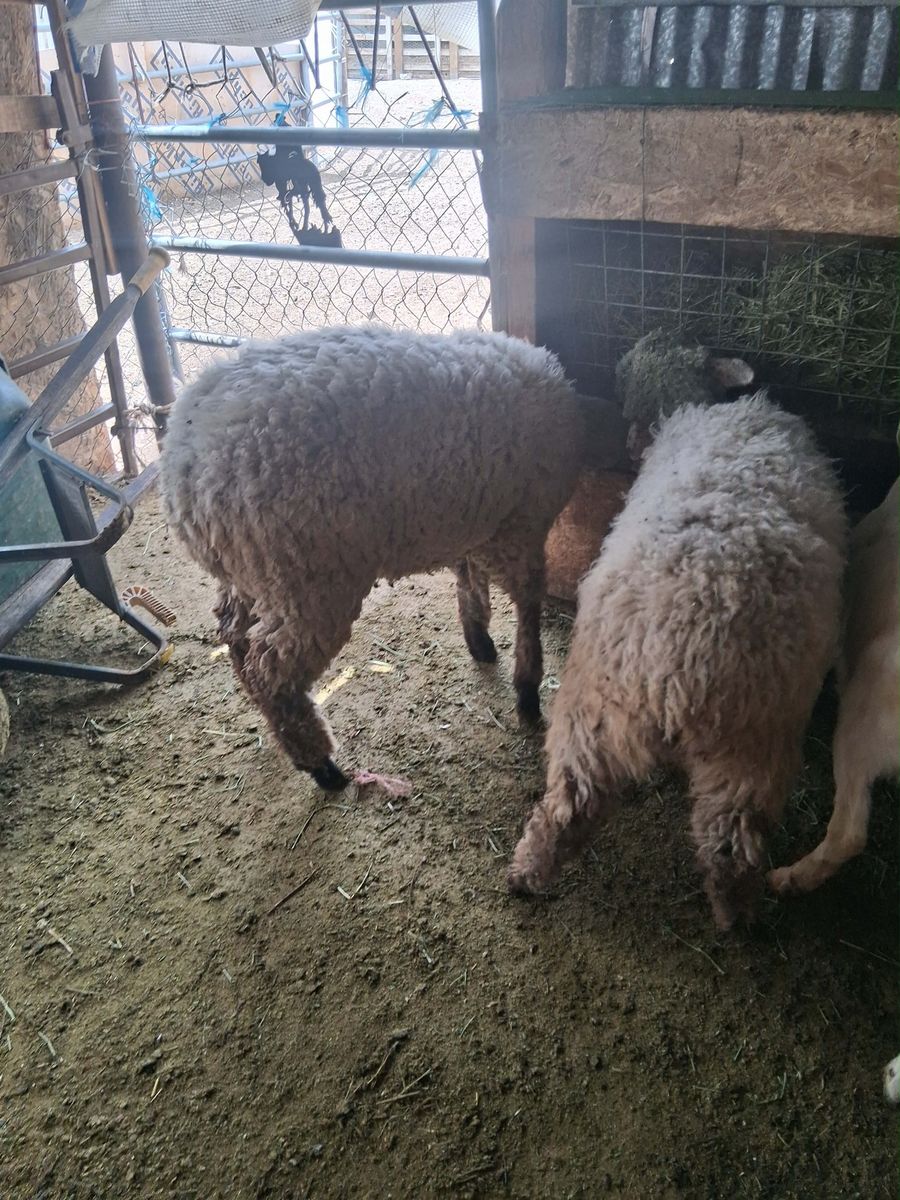 Sheeps and goat