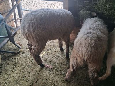 Sheeps and goat