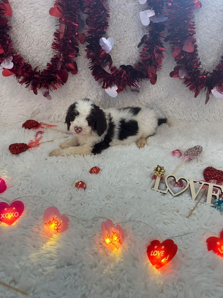 Standard Bernedoodles