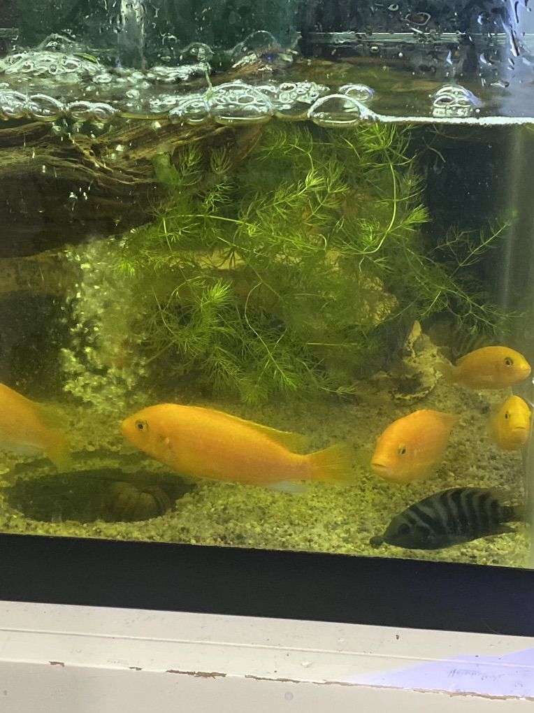 Cichlids