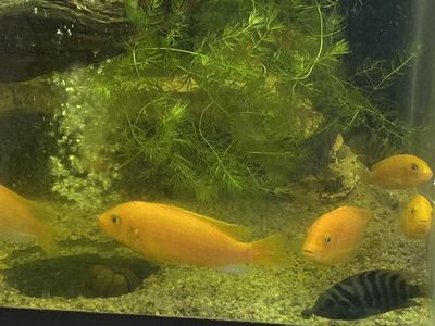Cichlids