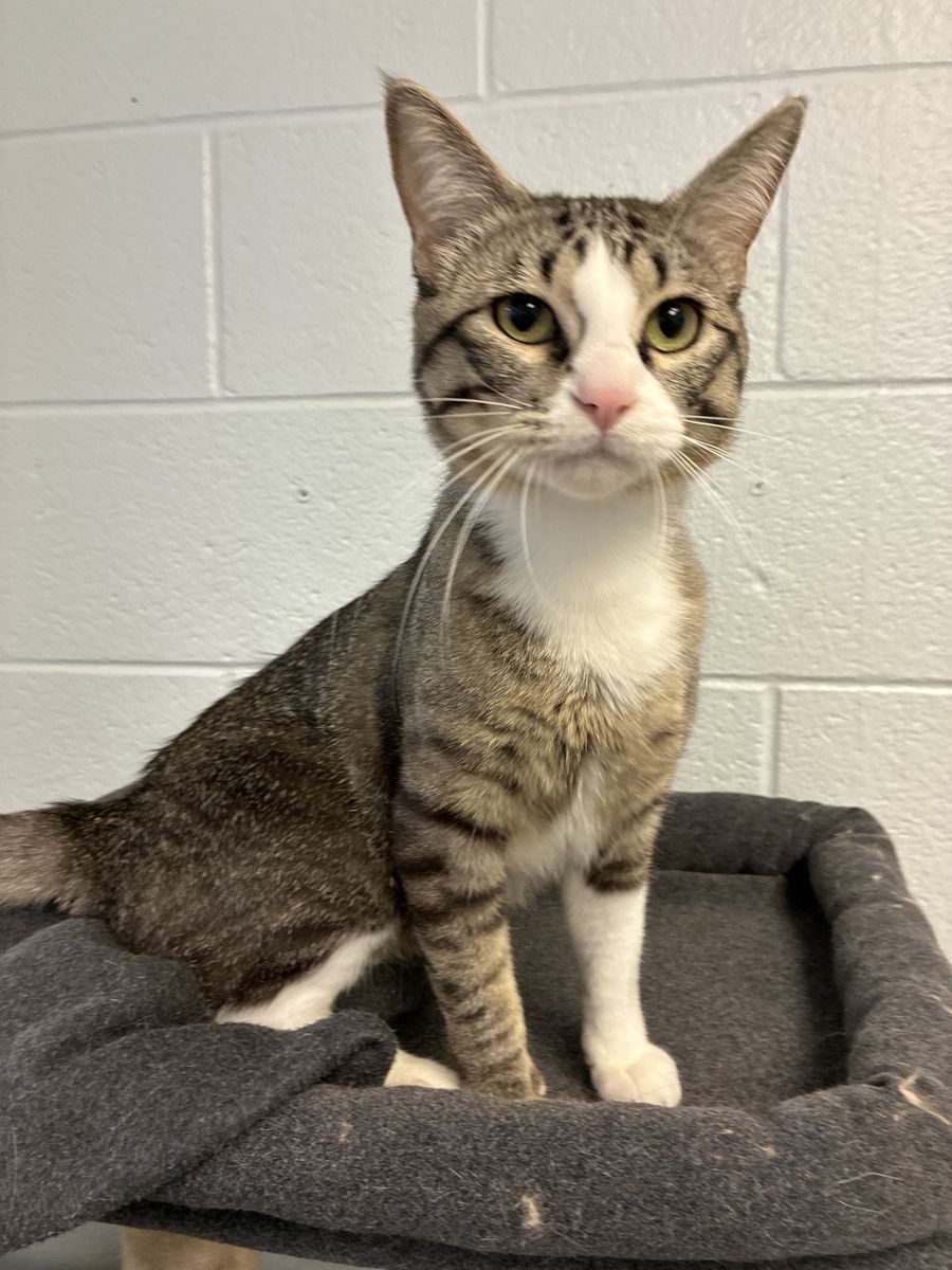 A164892 Tommy is Available for Adoption!