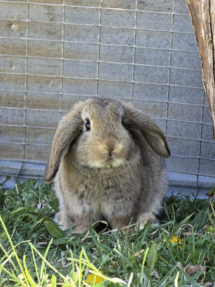 Lop Mix (doe/female)