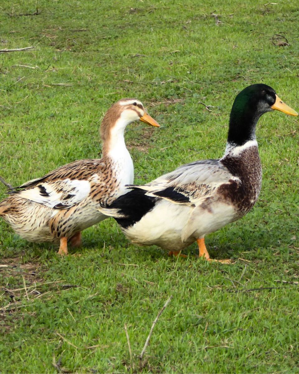 Silver apple-yard ducks