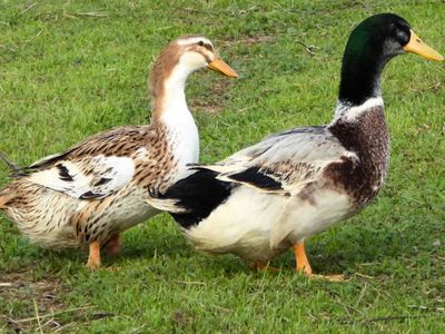 Silver apple-yard ducks