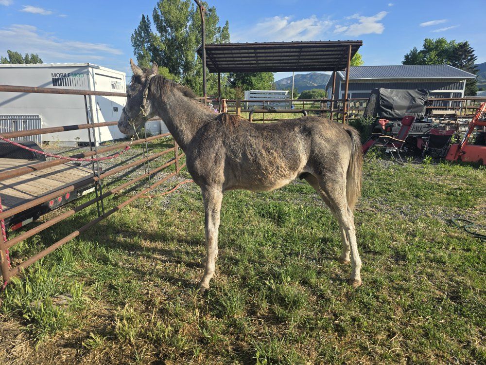 Registered Tennessee Walker Stud Colt - 1 Year Old