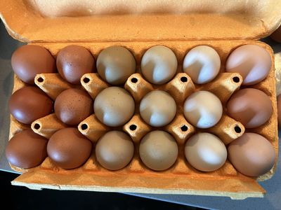 Premium Eggs! 🥚
