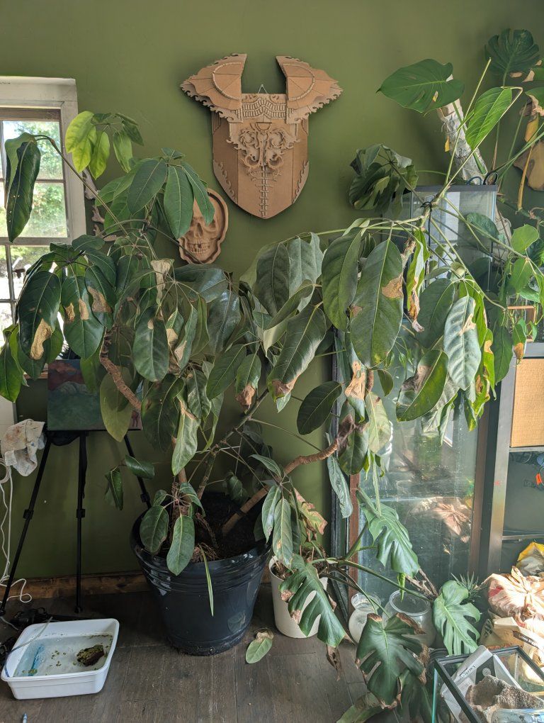 Umbrella tree