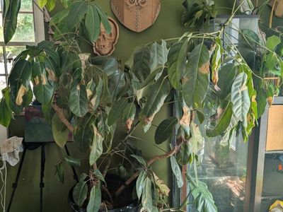 Umbrella tree