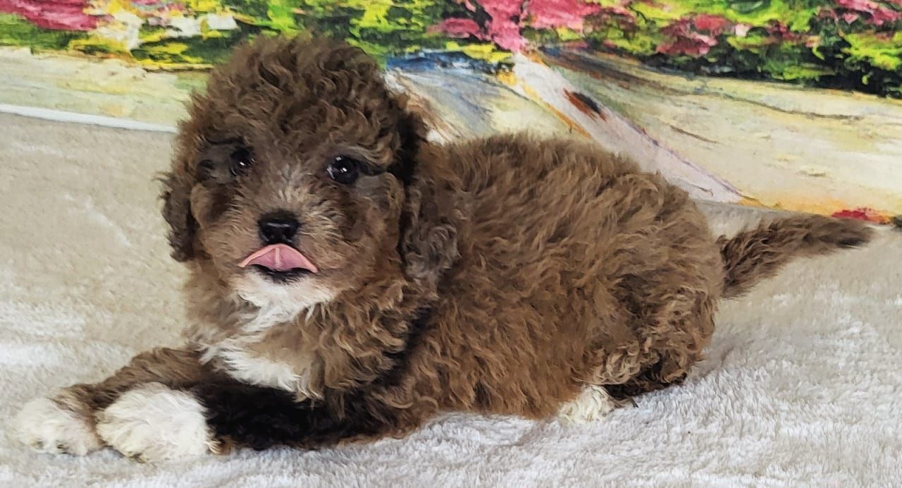 Girl Kiwi – Micro Goldendoodle ($2100)