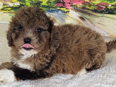 Girl Kiwi – Micro Goldendoodle ($2100)