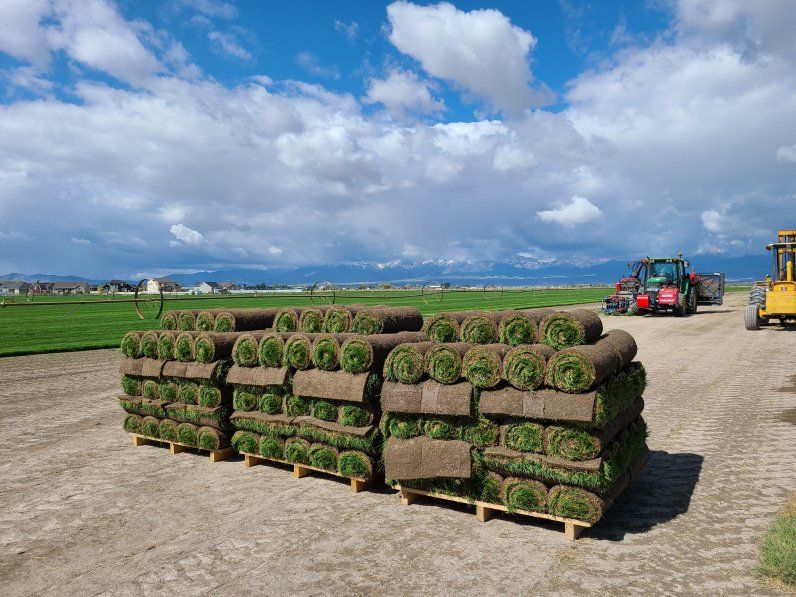 Fresh Sod, Farm direct from Erda Sod 