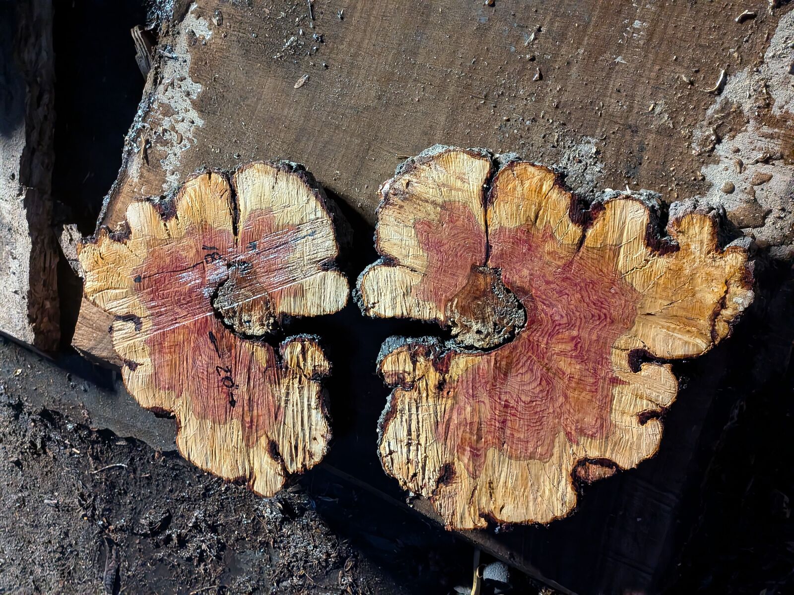Beautiful plum and box elder flame wood