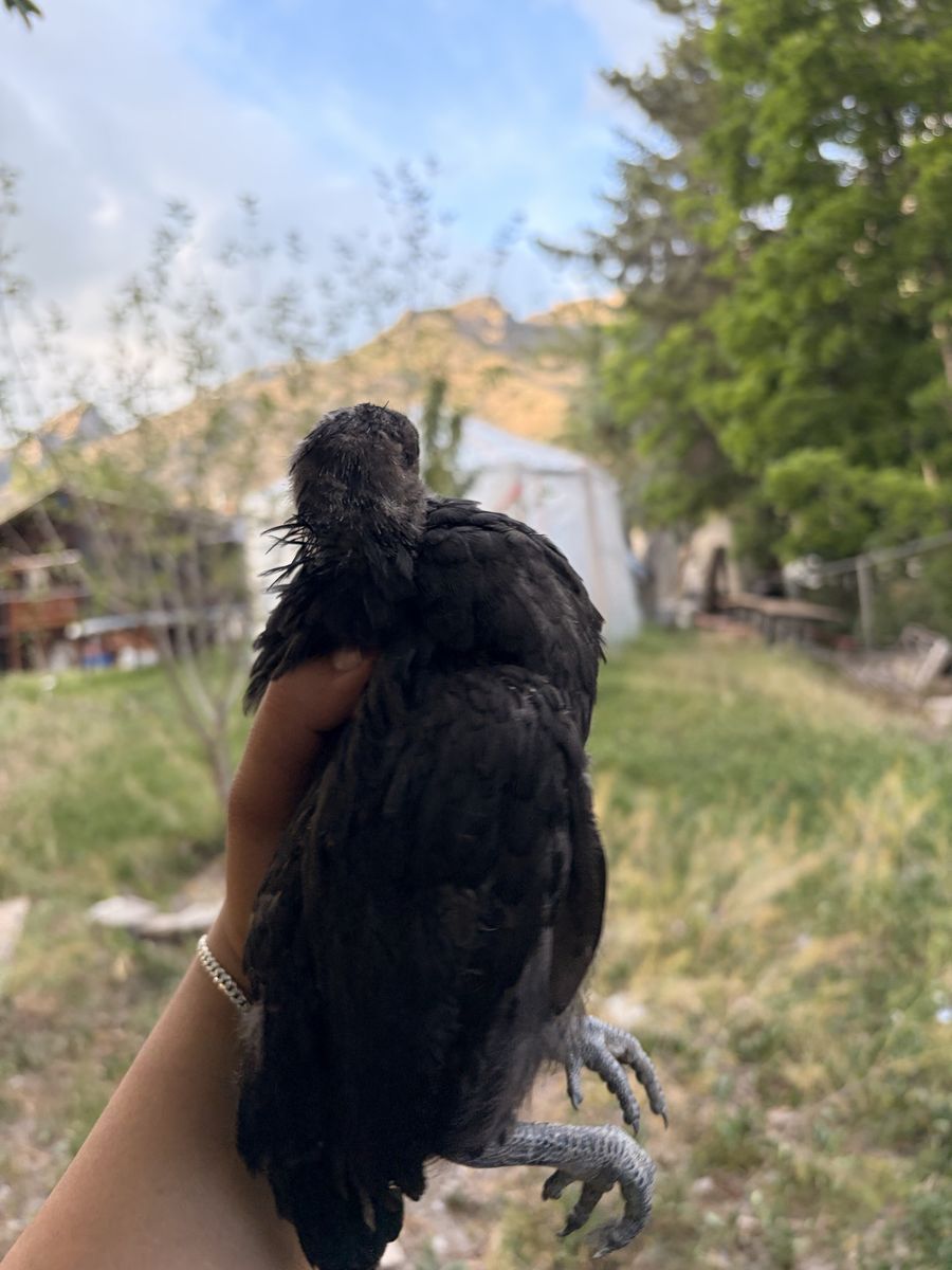 Ayam cemani pullets