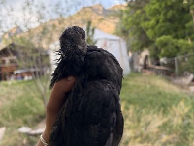 Ayam cemani pullets