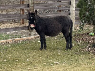 Mini Chocolate Donkey 1.5 yr Jack Intact