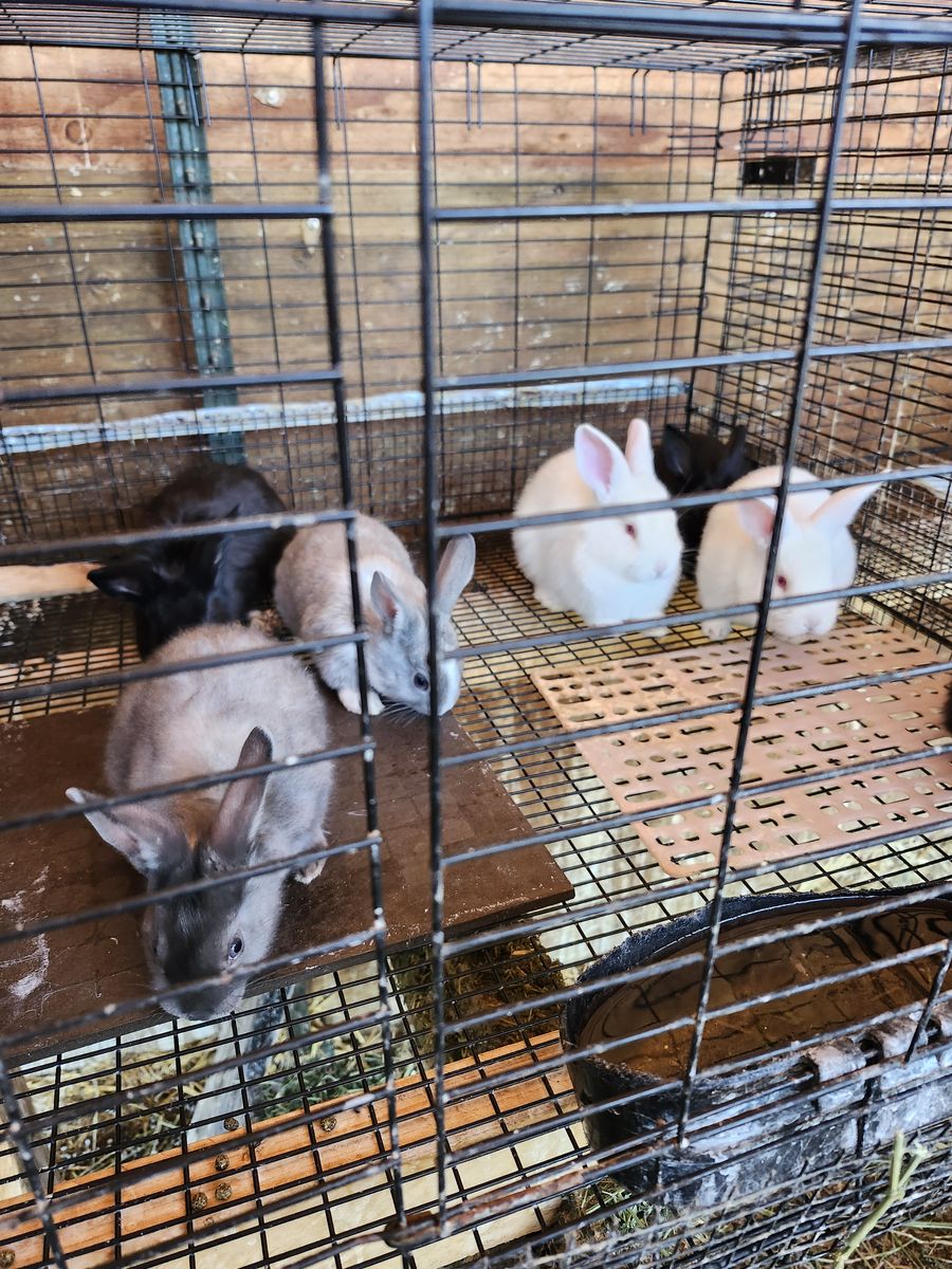 New zealand meat rabbits 6 wks old as of 5-28