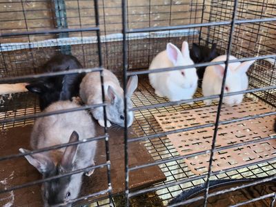 New zealand meat rabbits 6 wks old as of 5-28