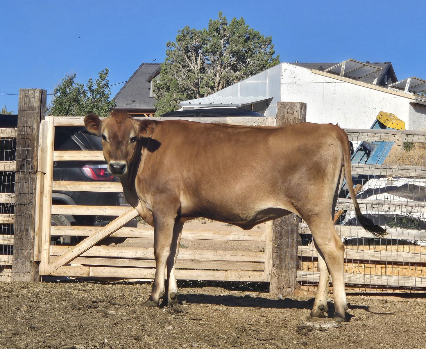 A2A2 Jersey Heifer
