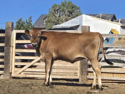 A2A2 Jersey Heifer
