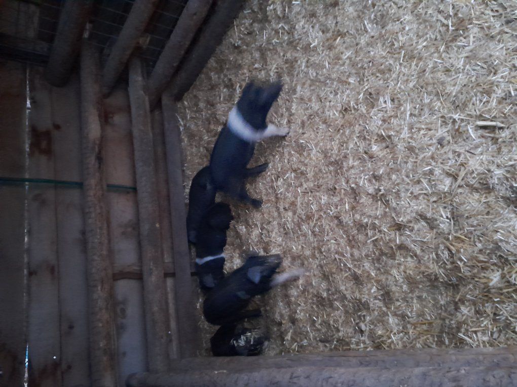 premium weaner pigs