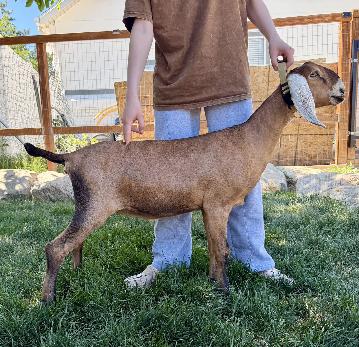 ADGA Registered Dairy Goat