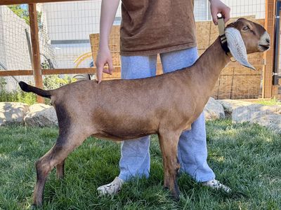 ADGA Registered Dairy Goat