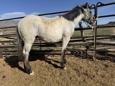 1/4 draft stud colt out of money earning parents OBO