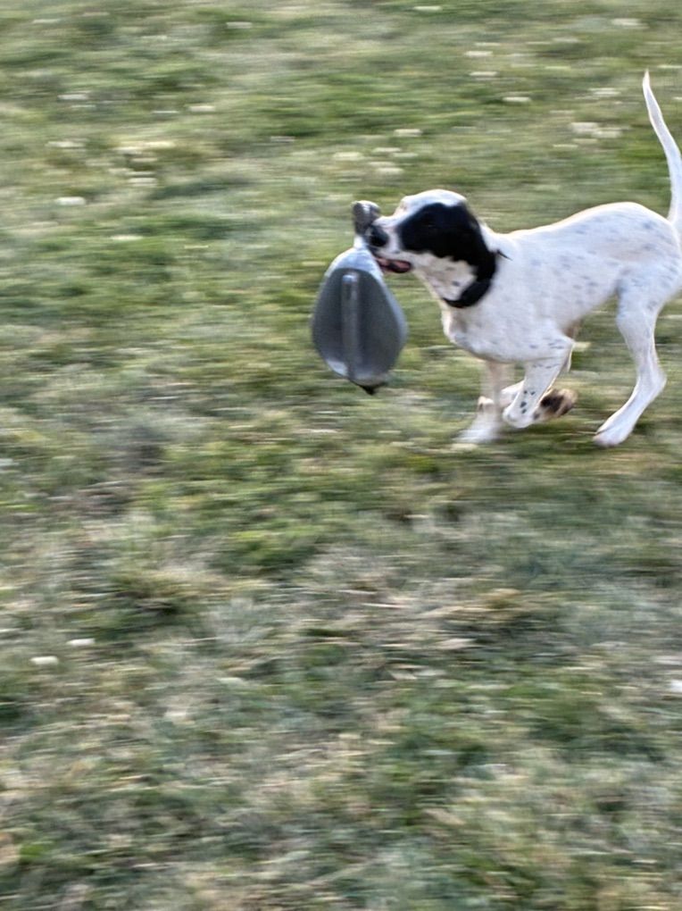 German Shorthair Llewellyn Setter