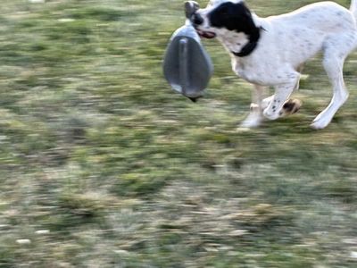 German Shorthair Llewellyn Setter
