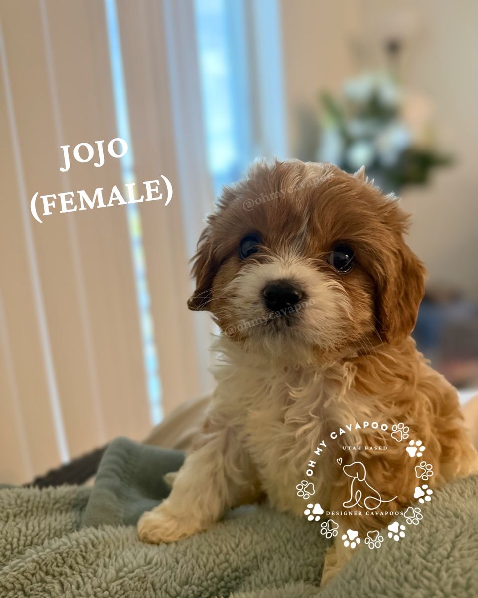 Gorgeous Mini Cavapoo Puppies