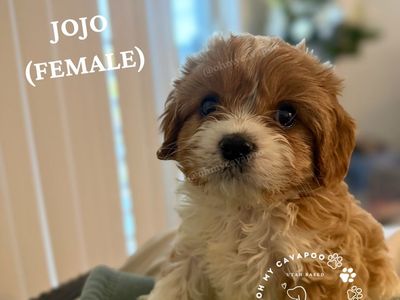 Gorgeous Mini Cavapoo Puppies