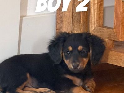 Mini Dachshund-Chihuahua