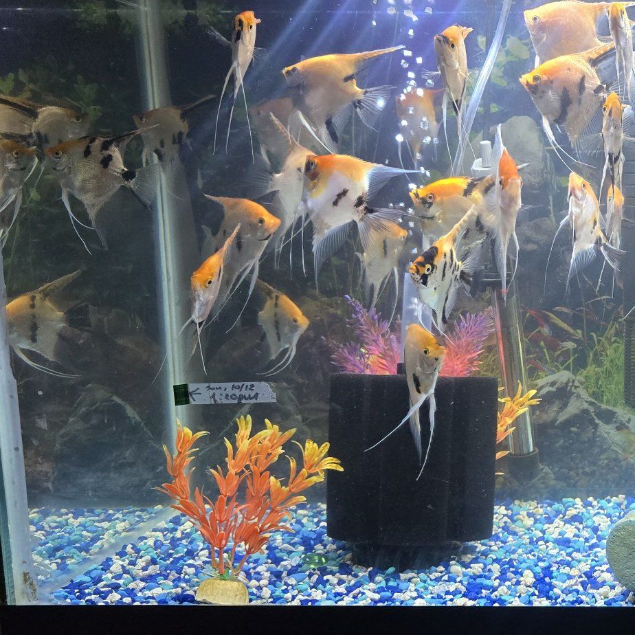 Angel fish 4" - $5.00