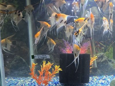 Angel fish 4" - $5.00