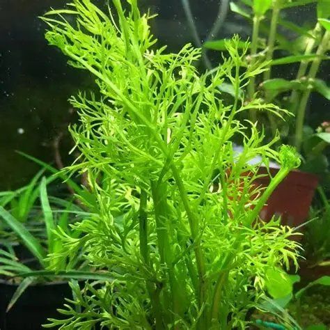 Water Sprite Aquarium Plant
