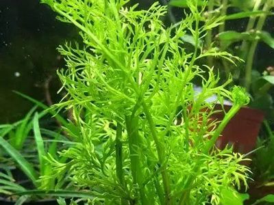 Water Sprite Aquarium Plant