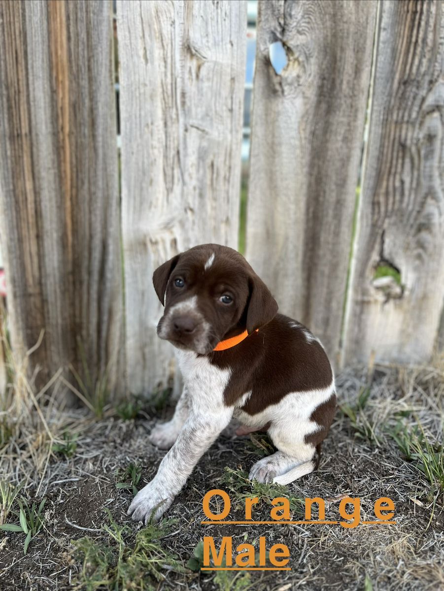 Labrador, German Shorthair Pointer, Leopard Catahoula mix puppies