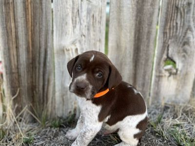 Labrador, German Shorthair Pointer, Leopard Catahoula mix puppies