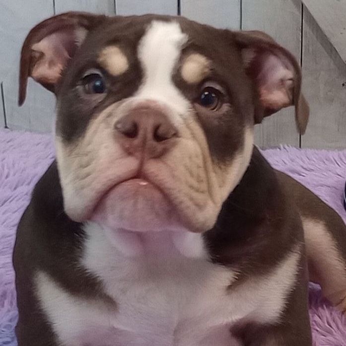 Male English Bulldog Puppy