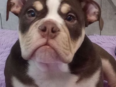 Male English Bulldog Puppy