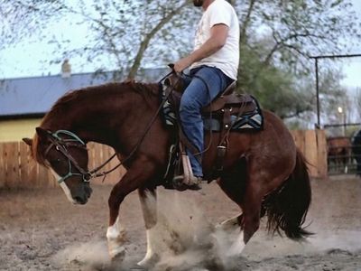 Aqha one time pepto/peptoboonsmal stud
