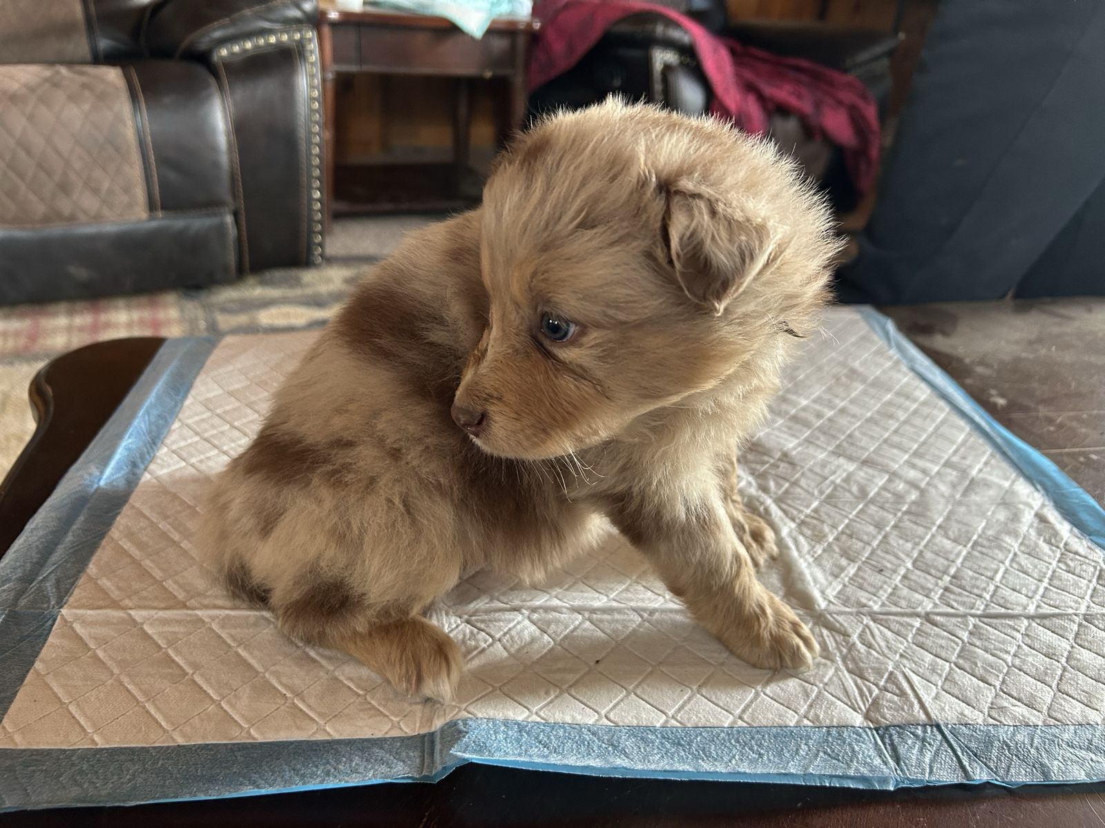 Purebred Australian Shepherd Puppies