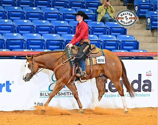 Multiple World Champion APHA Gelding
