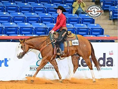 Multiple World Champion APHA Gelding