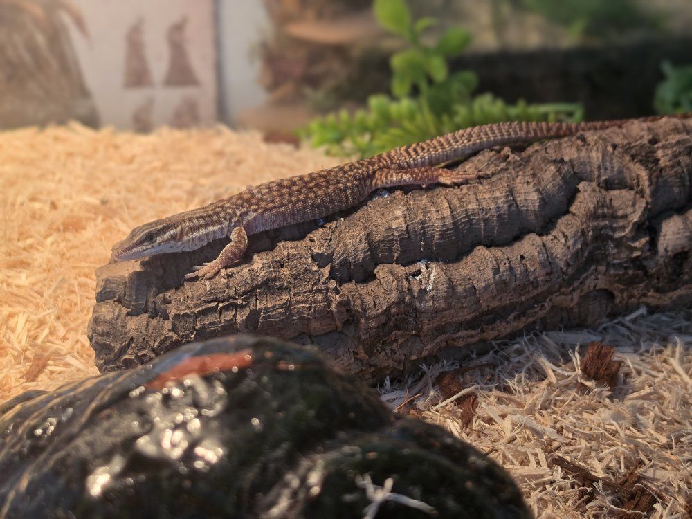 Baby Ackie monitor 