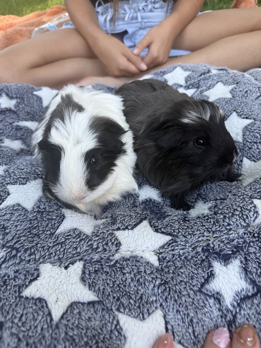 Guinea Pigs
